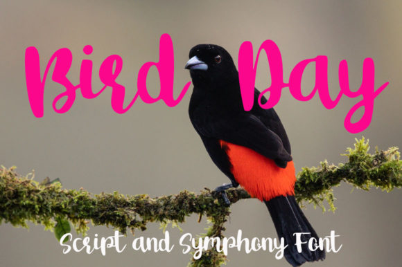 Bird Day: A Versatile Script Font for Editorial Design and Branding